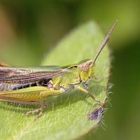 Common Green Grasshopper1 